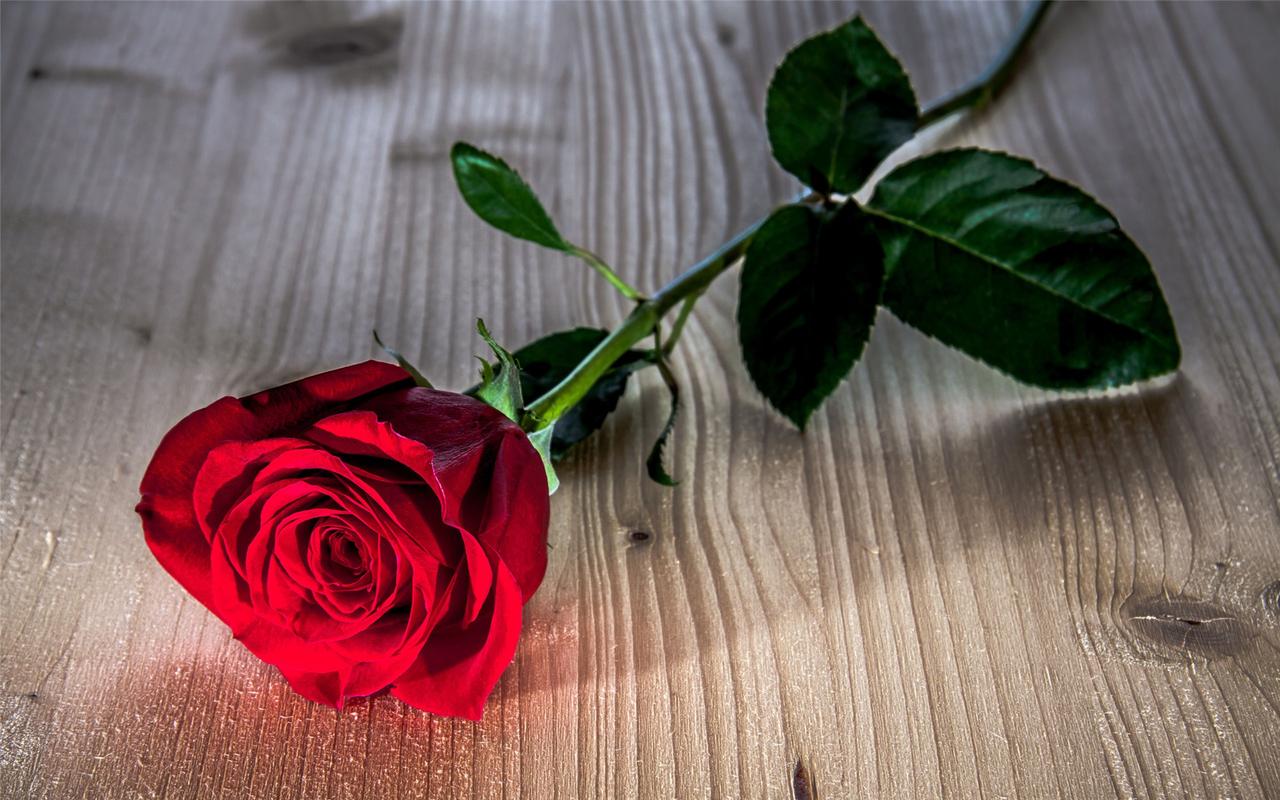 娇艳欲滴的浪漫幸福火红玫瑰花高清桌面壁纸(二)