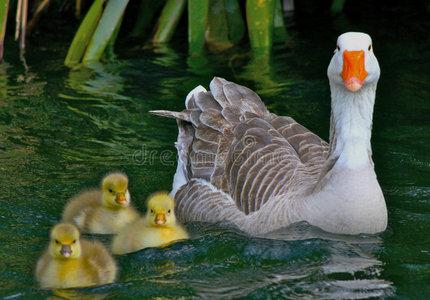 小尼罗河鹅小鹅和鹅妈妈在一起照片