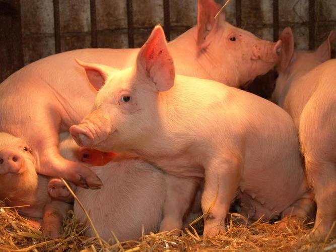 生猪是我国农业支柱产业之一.中国农科院供图