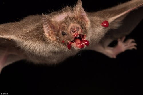 可怕!实拍吸血蝙蝠用沾血獠牙啃食动物
