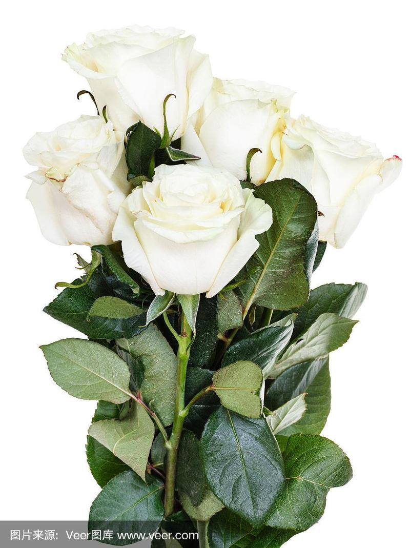 孤立的一束白玫瑰的侧视图