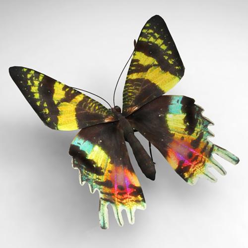 蝴蝶53d模型