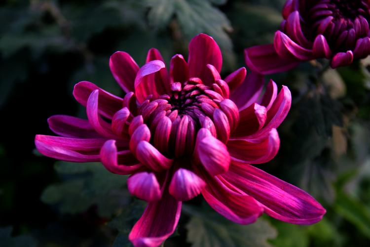 小品紫菊