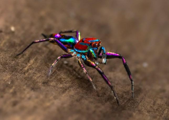 印度摄影师拍到彩色蜘蛛 身形小巧颜色多样