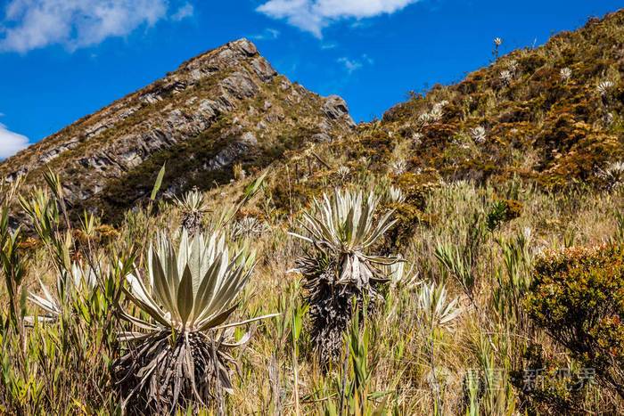 哥伦比亚安第斯山脉的美丽景观显示了坎迪纳马卡省的帕拉莫型植被