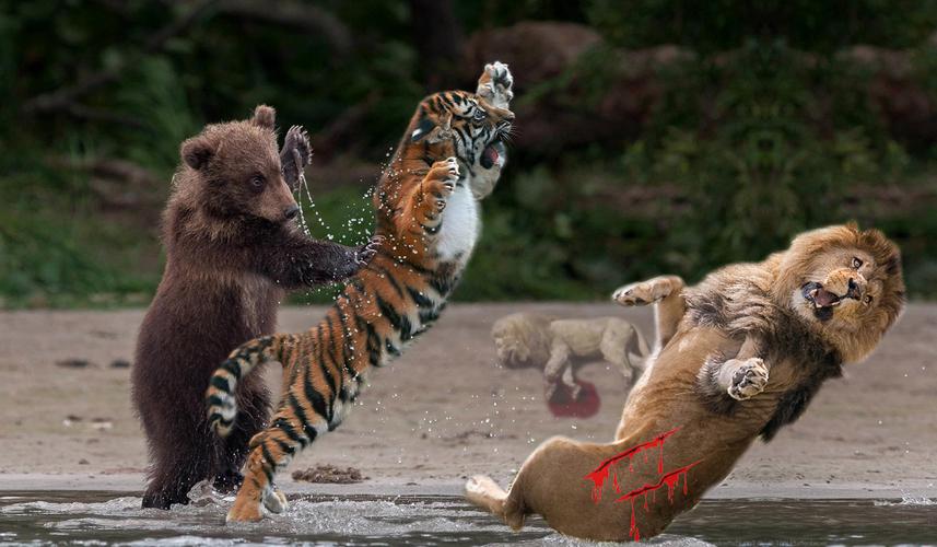 老虎棕熊狮子食肉搏斗实力哪一个更厉害