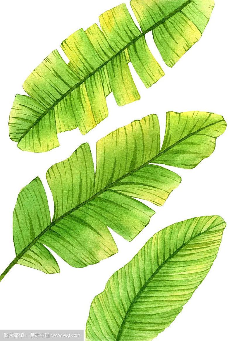 手绘水彩芭蕉叶叶子绿植设计水彩插画