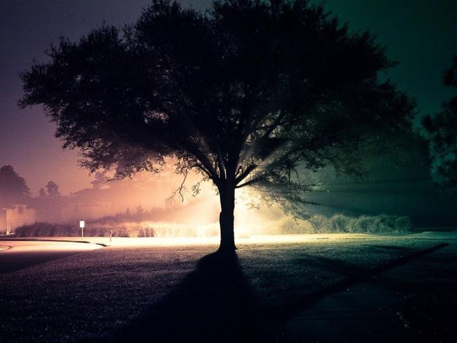 孤独的树,剪影,光,晚上