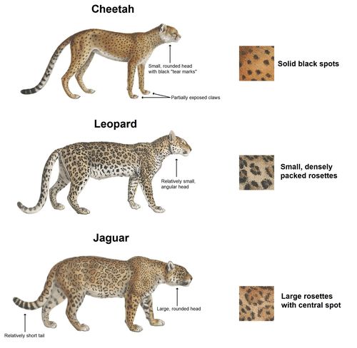 猎豹,也叫非洲猎豹,英文名cheetah,主要