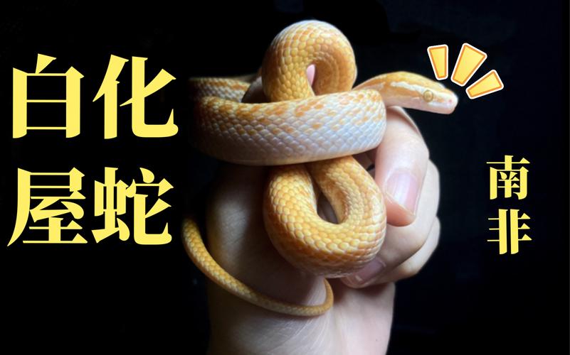 白化屋蛇 — 饲养相对较少又非常好看的一种宠物蛇 游蛇