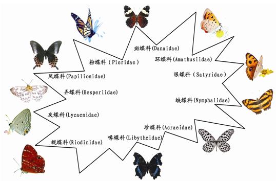 蝴蝶的种类