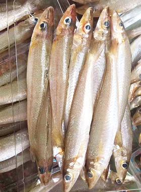 广东南海沙追鱼水产沙丁鱼鲜活冰鲜