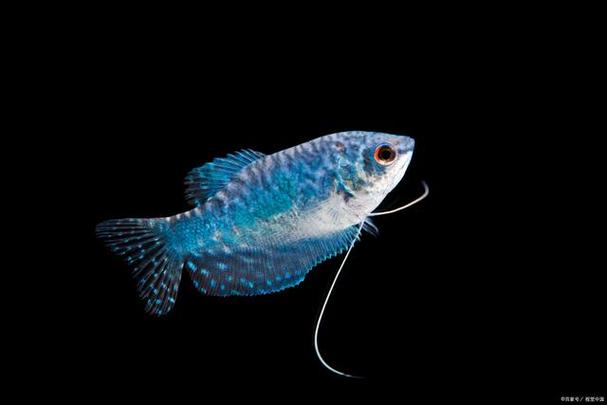 六花养宠物:蓝曼龙鱼怎么繁殖