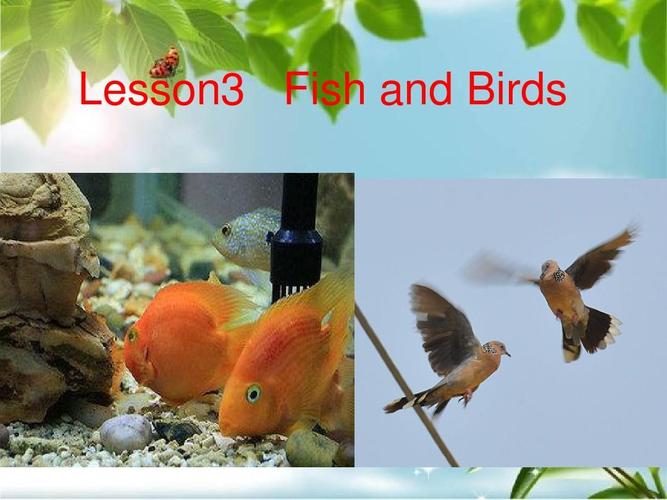 冀教版(三起) 三年级下册英语《lesson 3 fish and birds》 (共24张