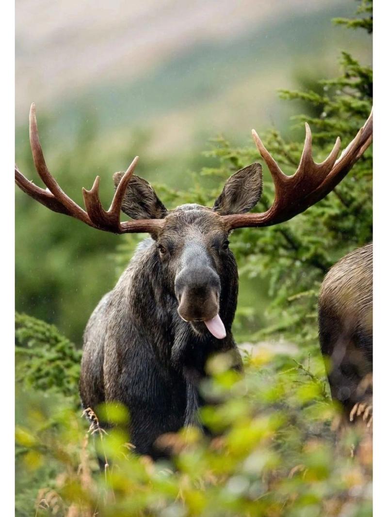 加拿大最霸道de动物 | 驼鹿moose ① 93假设现在问你世界上体型最大