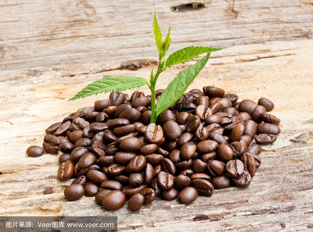 咖啡豆和植物生长在木头上