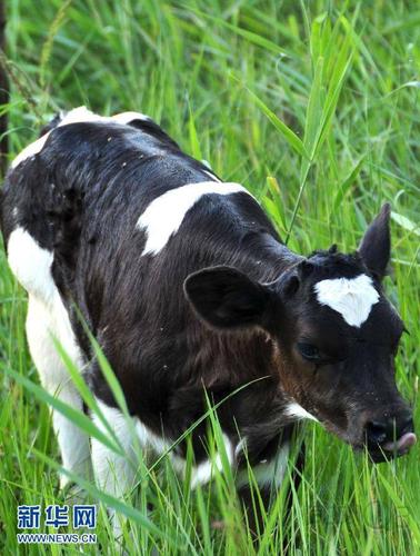 我国成功培育出世界首例转基因克隆奶牛