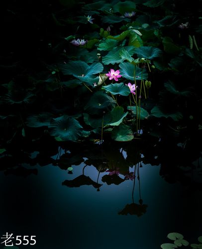 【夜晚之荷摄影图片】铁岭荷花池生态摄影_太平洋电脑网摄影部落
