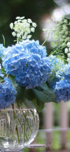 蓝色绣球花,花瓶,栅栏 iphone 壁纸