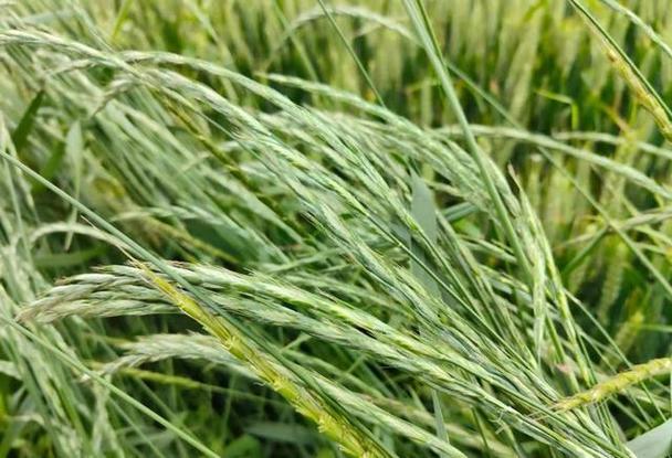 多花黑麦草用这两个配方防治,效果好持效期长|麦田|禾本科|小麦_网易