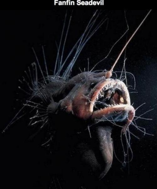 19种超乎想象恐怖海底生物,地狱其实就在海底