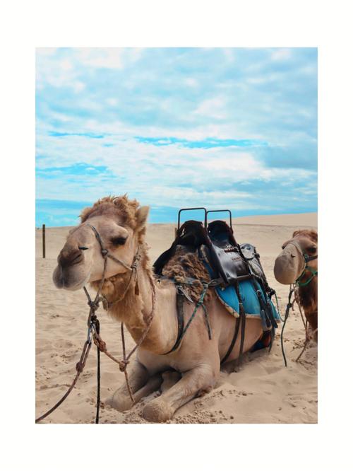 anna bay|camel riding