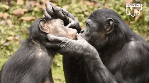 北方种群因为要和大猩猩争地盘抢食物,就变成了攻击性更强的黑猩猩