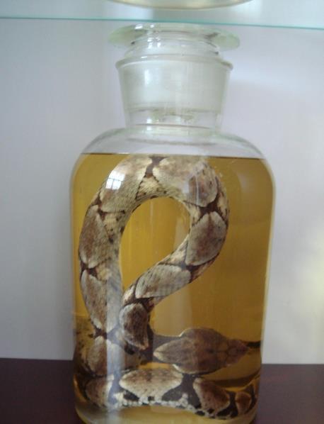 蛇一般能存活多长时间蛇放在药酒里的好处你知道多少