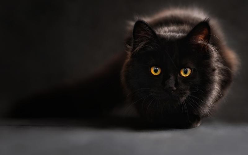 黑色的猫壁纸1280x720分辨率下载,黑色的猫壁纸,高清图片,壁纸,动物
