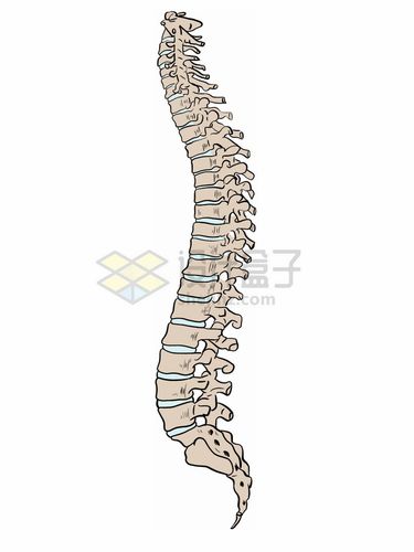 手绘风格人体脊柱结构解剖侧面图png图片免抠素材
