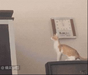 喵星人gif图 : 据说,猫在起跳前都是经过精心计算的!