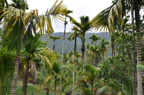 海南三亚热带雨林风景