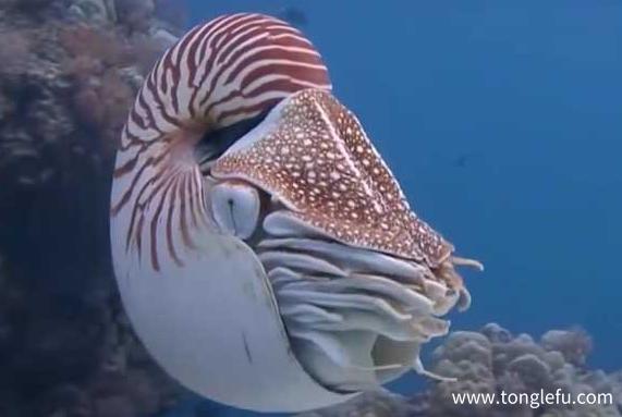 「海洋活化石」鹦鹉螺插图3