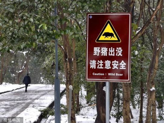 南京公园景区竖起"野猪出没"警示牌野猪生存指南2001年,野猪被列入"三