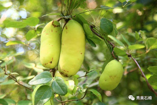 四川省八月瓜食品安全地方标准正式发布