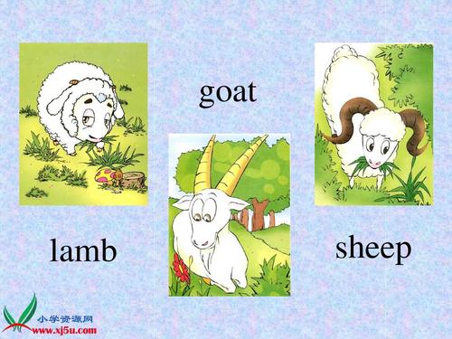 四年级下册《unit 6( part a lets learn》课件ppt goat lamb sheep
