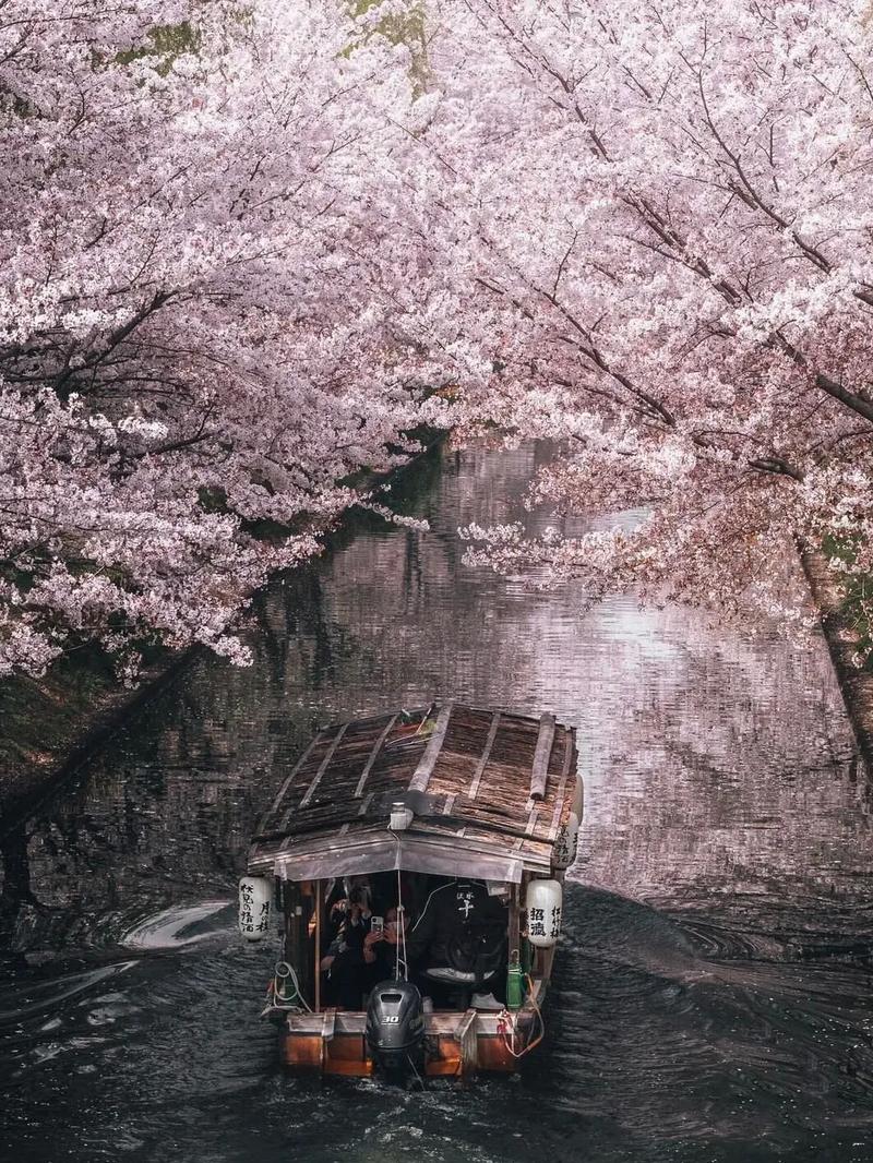 日本樱花季#醉美花海季 #花期已至美好如初 #带你看樱花 # - 抖音