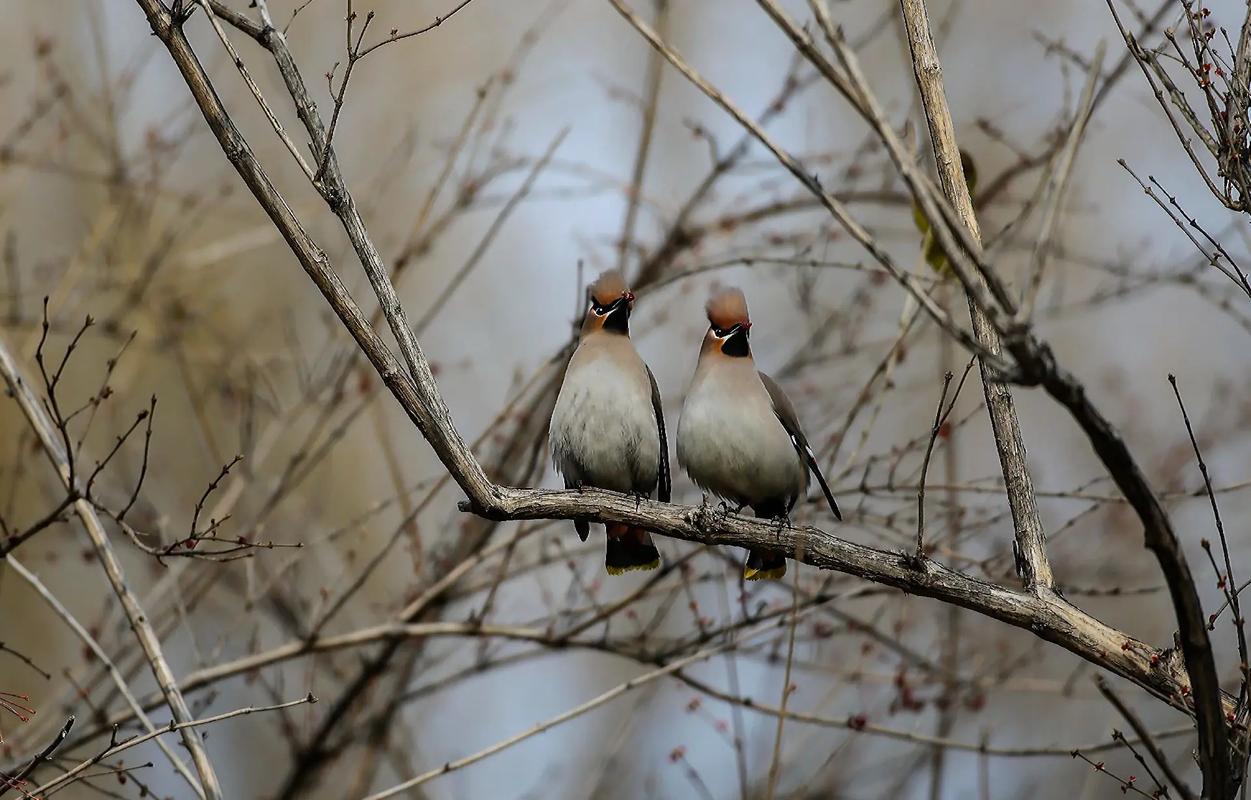 太平鸟#野生鸟类摄影 #爱鸟护鸟 #东北的冬天 #鸟类实拍  - 抖音