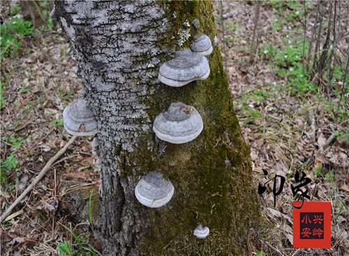 东北特产 小兴安岭野生木蹄层孔菌灵芝药用真菌野生灵芝250g包邮