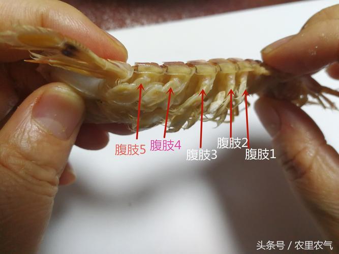 皮皮虾的腹部,有5对腹肢,由柄节和扁叶状的内外肢构成,有游泳和呼吸的
