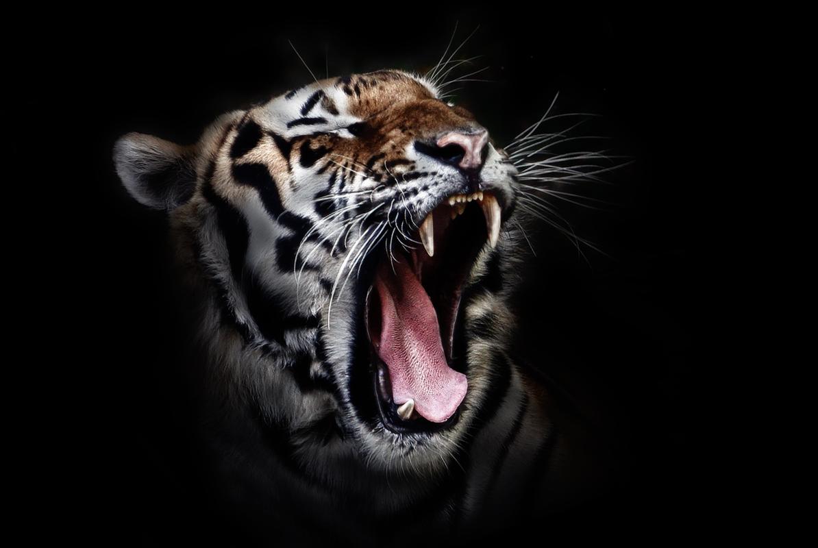 老虎咆哮的照片
