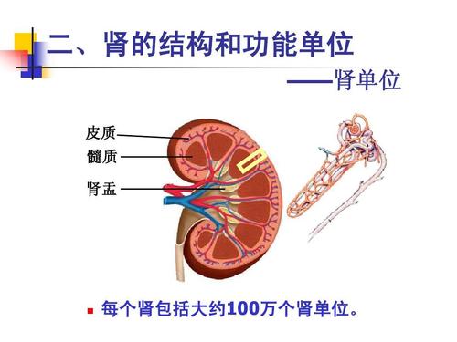 二,肾的结构和功能单位 ——肾单位 皮质 髓质 肾盂 每个肾包括大约