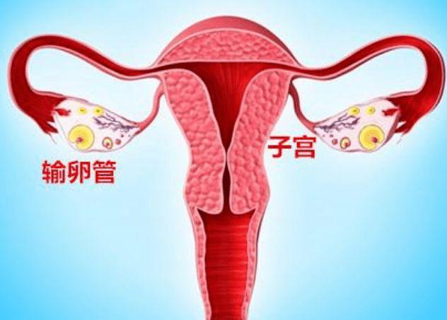 双侧输卵管不见显影是什么意思?双侧输卵管切除可以做试管婴儿吗?