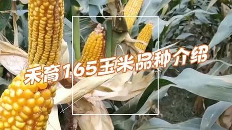玉米品种知识分享:禾育165玉米品种介绍