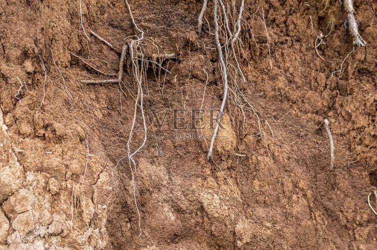土壤层湿土根系土壤剖面土壤分区照片摄影图片