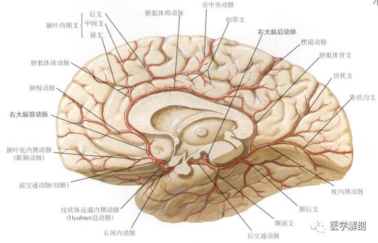脑动脉系列 | 大脑前动脉的解剖及变异