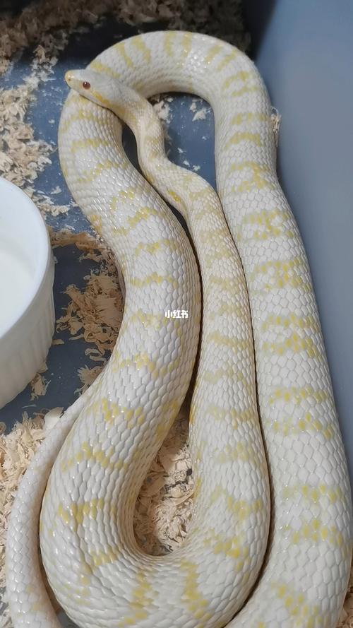 雪白玉米蛇宠物蛇