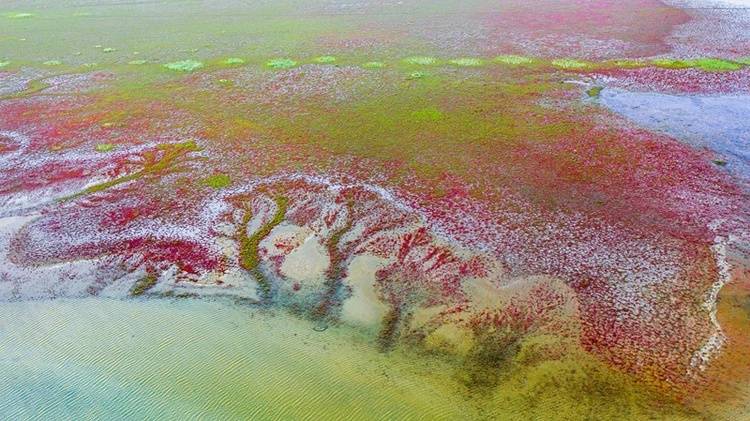 盐城东台:夏末初秋的条子泥 处处都是美丽画卷