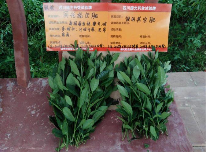 国光松尔肥---茶园优质高产