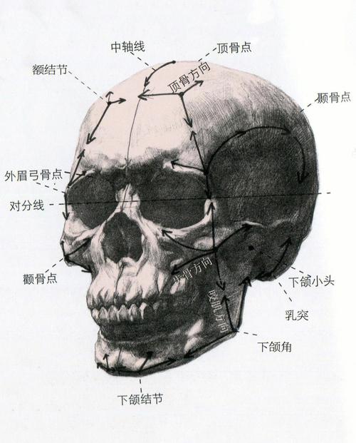 画头部骨骼,肌肉图,也能带领大家去了解,头部的构成,肌肉的块面结构.